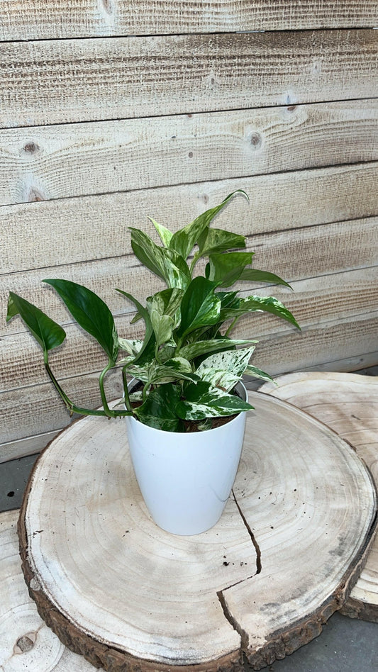Calathea, Epipremnum & Philodendron White Wave in gratis Stijlvolle Potten - ↕35cm - Ø12 - Sierplantenshop