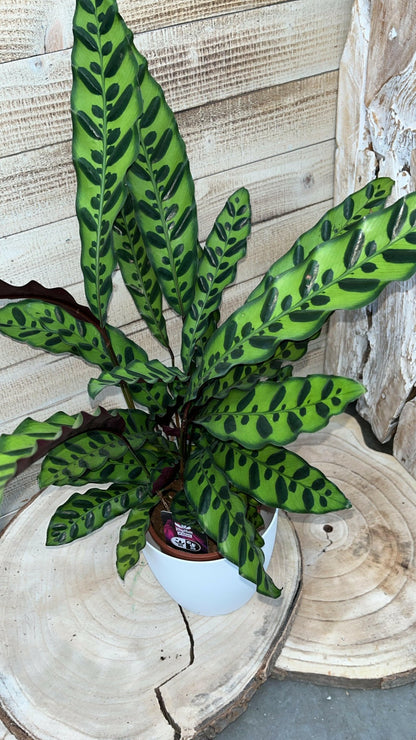 Calathea, Epipremnum & Philodendron White Wave in gratis Stijlvolle Potten - ↕35cm - Ø12 - Sierplantenshop