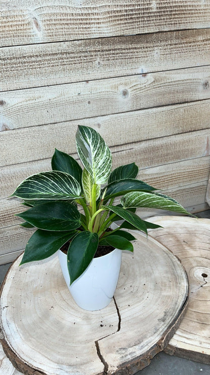 Calathea, Epipremnum & Philodendron White Wave in gratis Stijlvolle Potten - ↕35cm - Ø12 - Sierplantenshop
