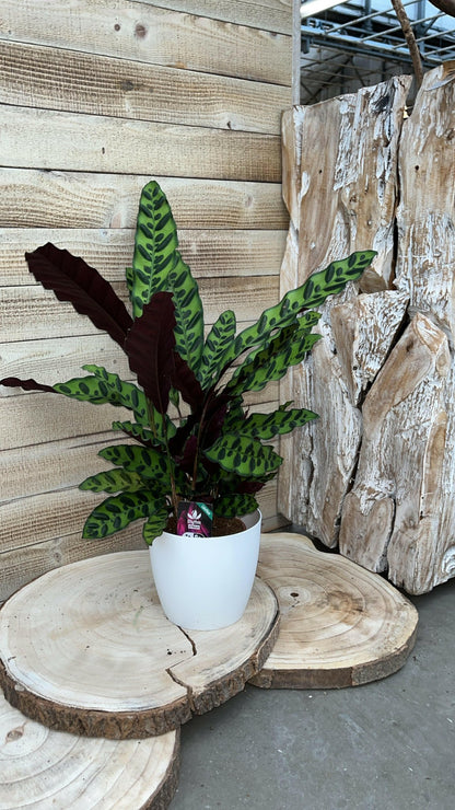 Calathea, Epipremnum & Philodendron White Wave in gratis Stijlvolle Potten - ↕35cm - Ø12 - Sierplantenshop