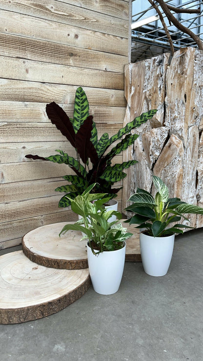 Calathea, Epipremnum & Philodendron White Wave in gratis Stijlvolle Potten - ↕35cm - Ø12 - Sierplantenshop