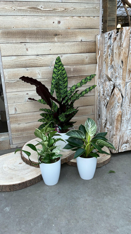 Calathea, Epipremnum & Philodendron White Wave in gratis Stijlvolle Potten - ↕35cm - Ø12 - Sierplantenshop