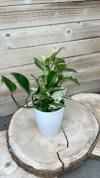 Calathea, Epipremnum & Philodendron White Wave in gratis Stijlvolle Potten - ↕35cm - Ø12 - Sierplantenshop
