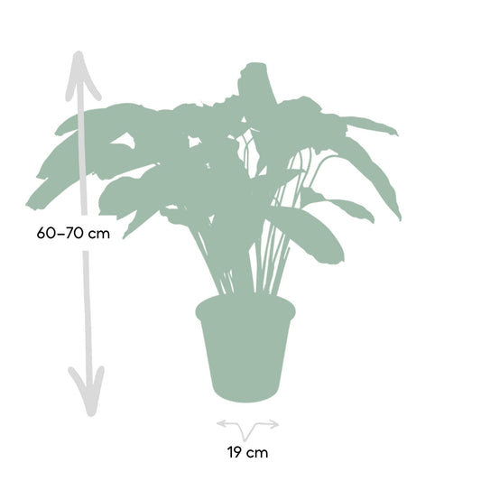 Calathea Flamestar - Pauwenplant - ↕75cm - Ø19 - Sierplantenshop