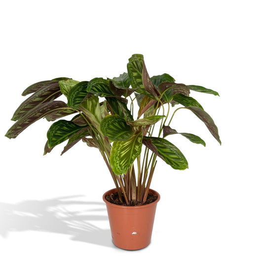 Calathea Flamestar - Pauwenplant - ↕75cm - Ø19 - Sierplantenshop