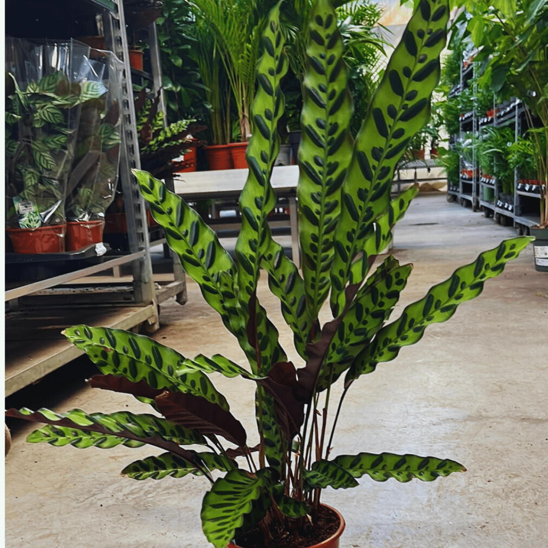 Calathea Lancifolia Insignis - ↕45cm - Ø14 - Sierplantenshop