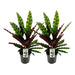 Calathea Lancifolia Insignis - Set van 2 - ↕45cm - Ø14 - Sierplantenshop