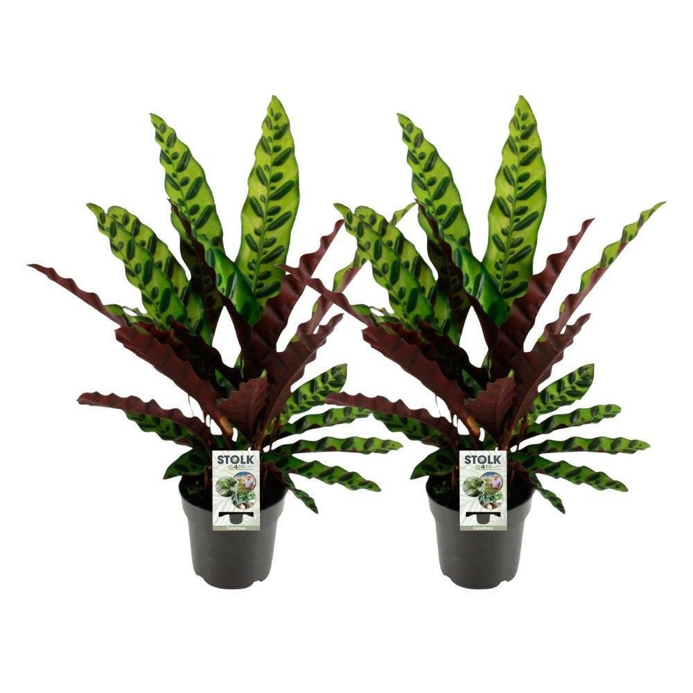 Calathea Lancifolia Insignis - Set van 2 - ↕45cm - Ø14 - Sierplantenshop