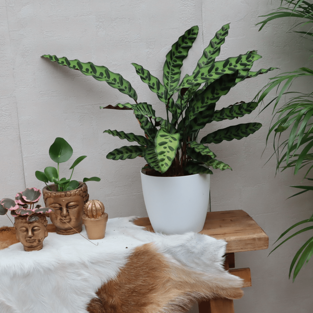 Calathea Lancifolia Insignis - Set van 2 - ↕45cm - Ø14 - Sierplantenshop