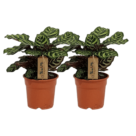 Calathea Makoyana - 2 stuks - ↕25cm - Ø17 - Sierplantenshop