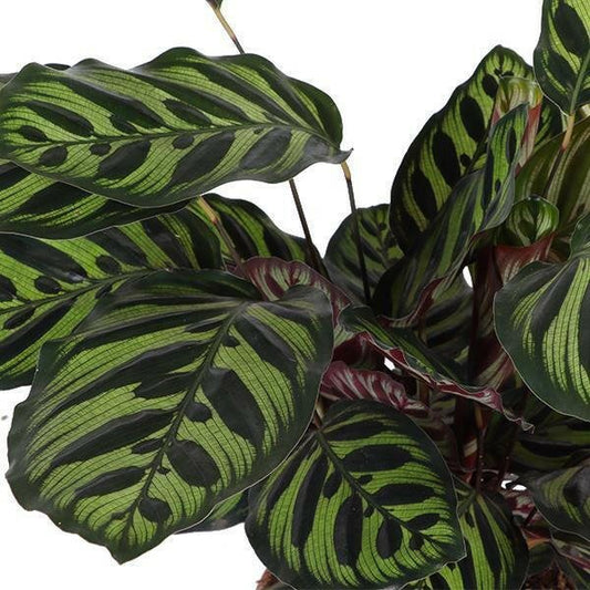 Calathea Makoyana - ↕70cm - Ø21 - Sierplantenshop