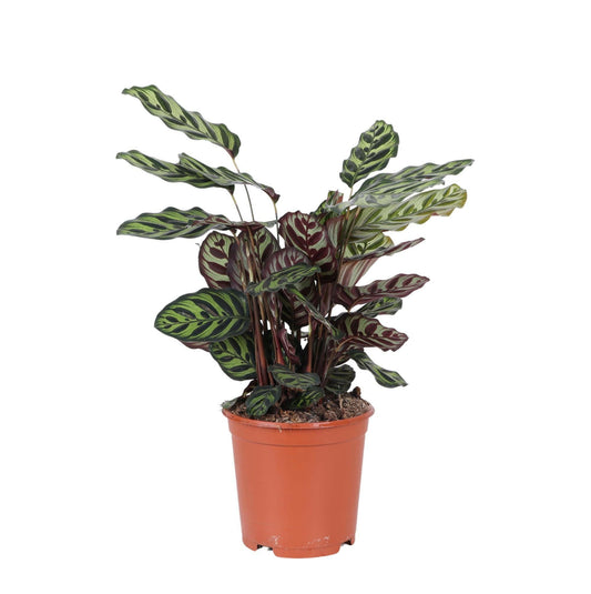 Calathea Makoyana - ↕70cm - Ø21 - Sierplantenshop