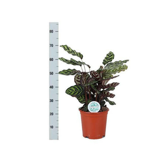 Calathea Makoyana - ↕70cm - Ø21 - Sierplantenshop