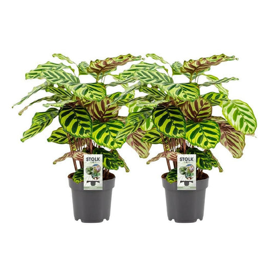 Calathea Makoyana Duo - ↕45cm - Ø14 - Sierplantenshop