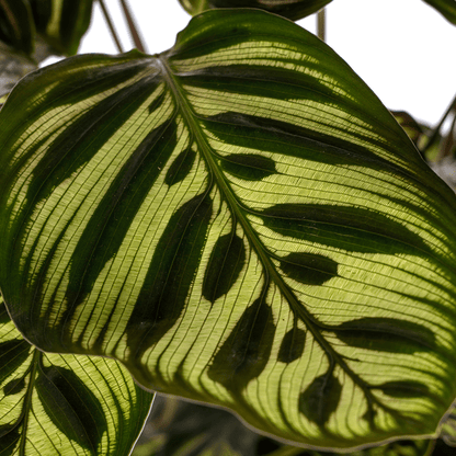 Calathea Makoyana Ø17cm - ↕45cm - Sierplantenshop