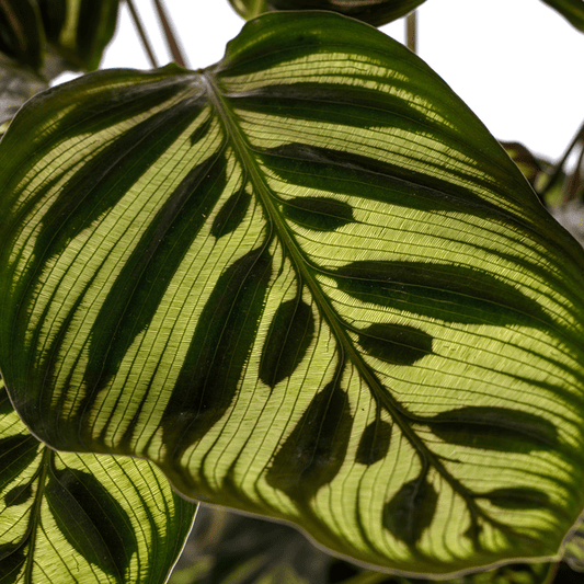 Calathea Makoyana Ø17cm - ↕45cm - Sierplantenshop