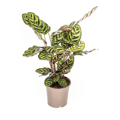 Calathea Makoyana Ø17cm - ↕45cm - Sierplantenshop