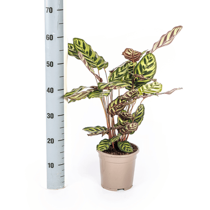 Calathea Makoyana Ø17cm - ↕45cm - Sierplantenshop