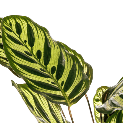 Calathea Makoyana Ø17cm - ↕45cm - Sierplantenshop