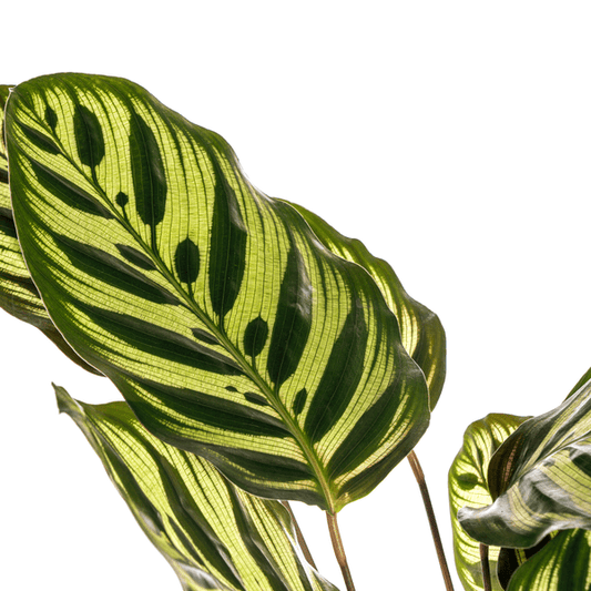 Calathea Makoyana Ø17cm - ↕45cm - Sierplantenshop