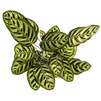 Calathea Makoyana Ø17cm - ↕45cm - Sierplantenshop