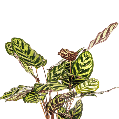 Calathea Makoyana Ø17cm - ↕45cm - Sierplantenshop