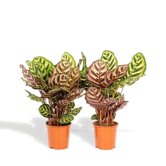 Calathea Makoyana set van planten - ↕40cm - Ø14 - Sierplantenshop