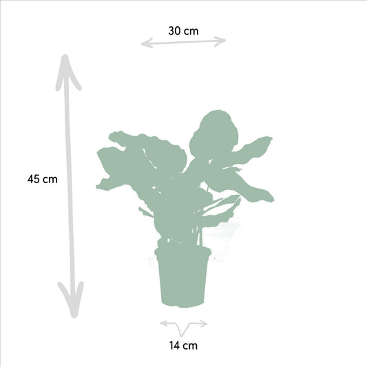 Calathea Makoyana set van planten - ↕40cm - Ø14 - Sierplantenshop