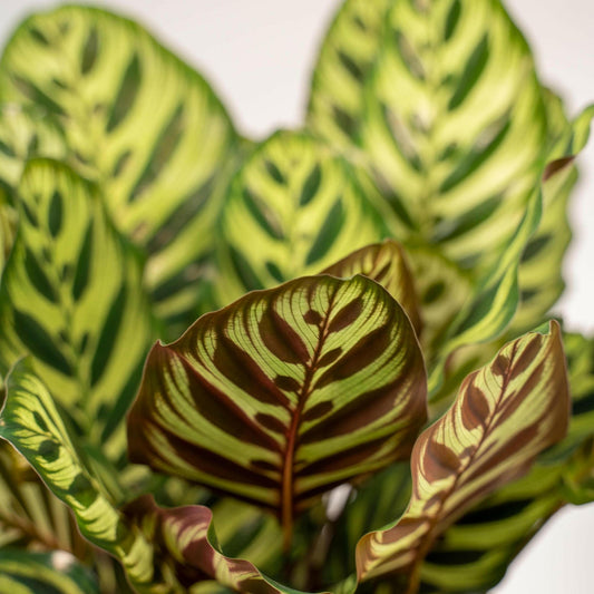 Calathea Makoyana set van planten - ↕40cm - Ø14 - Sierplantenshop