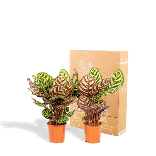 Calathea Makoyana set van planten - ↕40cm - Ø14 - Sierplantenshop