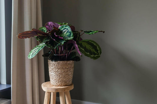 Calathea Medaillon - ↨70cm - Ø21 - Sierplantenshop