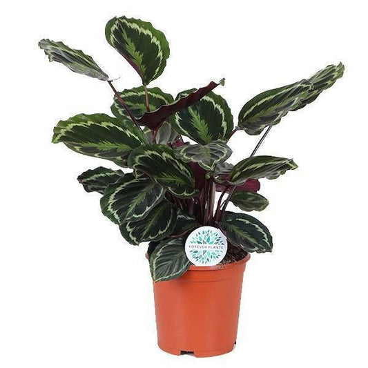 Calathea Medaillon - ↨70cm - Ø21 - Sierplantenshop