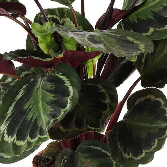 Calathea Medaillon - ↨70cm - Ø21 - Sierplantenshop