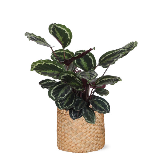 Calathea Medaillon in Albury NATURAL mand - ↨70cm - Ø21 - Sierplantenshop