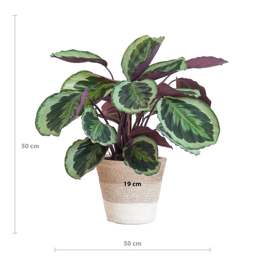 Calathea Medaillon met Lissabon mand wit - ↕65cm - Ø19 - Sierplantenshop