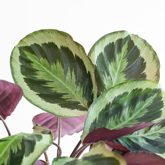 Calathea Medaillon met Lissabon mand wit - ↕65cm - Ø19 - Sierplantenshop