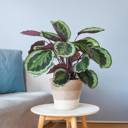 Calathea Medaillon met Lissabon mand wit - ↕65cm - Ø19 - Sierplantenshop