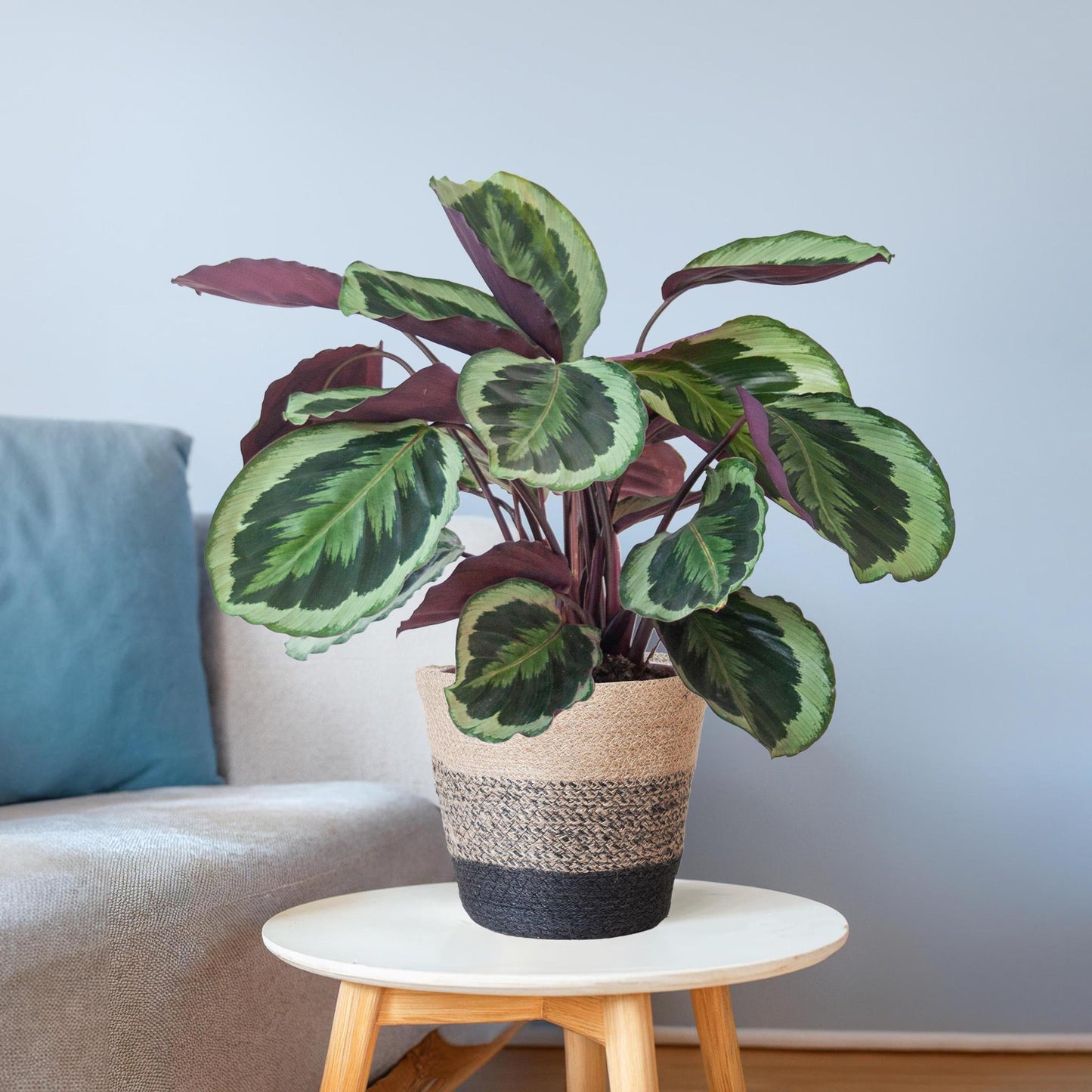 Calathea Medaillon met Lissabon mand zwart - ↕65cm - Ø21 - Sierplantenshop