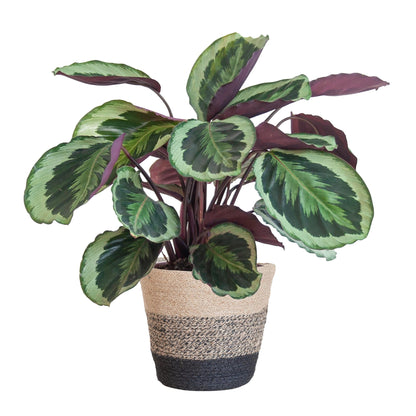 Calathea Medaillon met Lissabon mand zwart - ↕65cm - Ø21 - Sierplantenshop