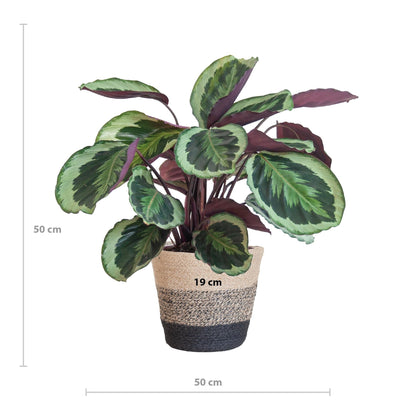 Calathea Medaillon met Lissabon mand zwart - ↕65cm - Ø21 - Sierplantenshop