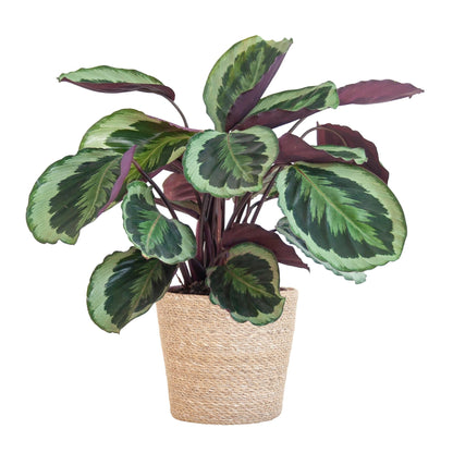 Calathea Medaillon met Sofia mand naturel - ↕65cm - Ø21 - Sierplantenshop