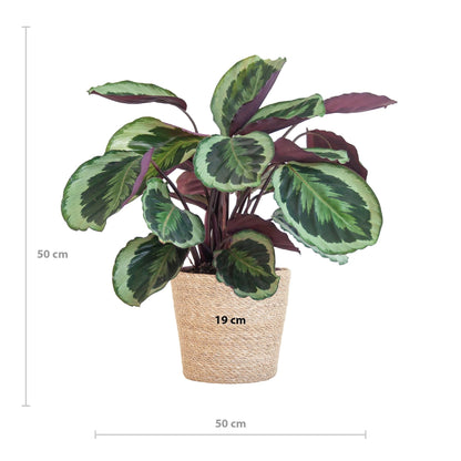 Calathea Medaillon met Sofia mand naturel - ↕65cm - Ø21 - Sierplantenshop