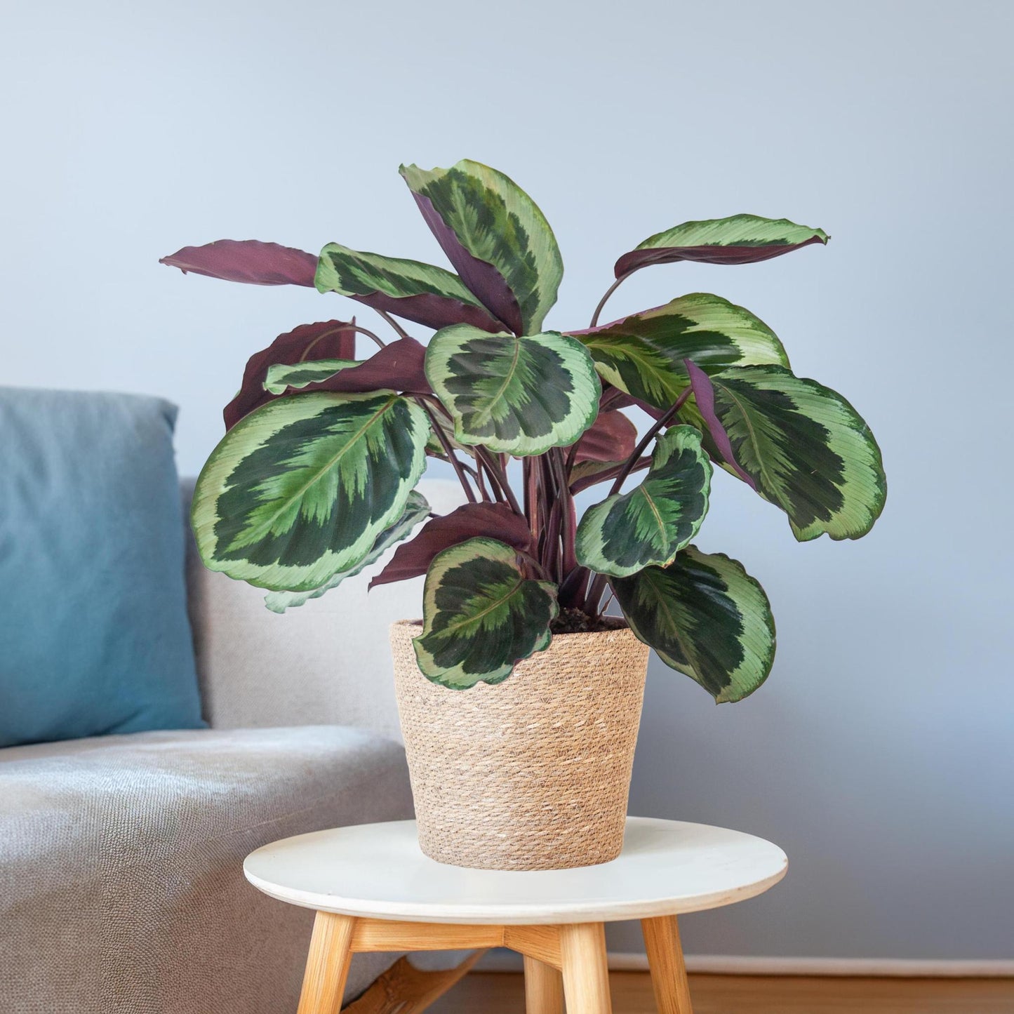 Calathea Medaillon met Sofia mand naturel - ↕65cm - Ø21 - Sierplantenshop