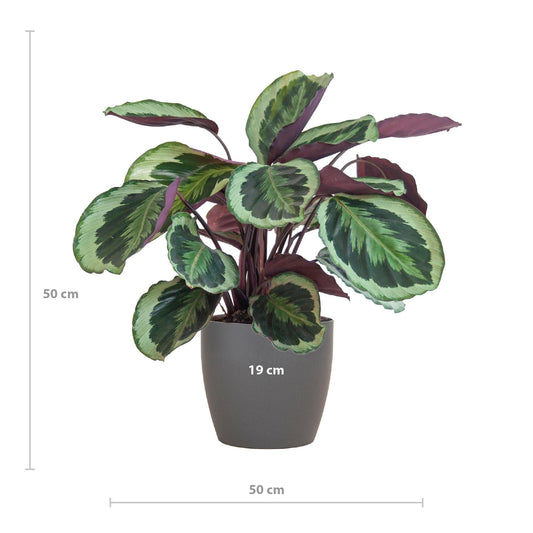 Calathea Medaillon met Viber grijs - ↕60cm - Ø21 - Sierplantenshop