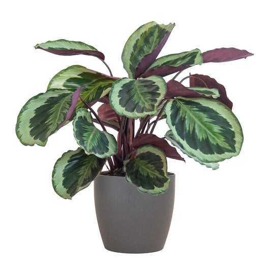 Calathea Medaillon met Viber grijs - ↕60cm - Ø21 - Sierplantenshop