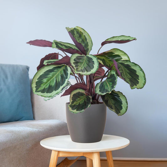 Calathea Medaillon met Viber grijs - ↕60cm - Ø21 - Sierplantenshop