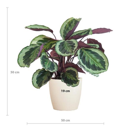 Calathea Medaillon met Viber wit - ↕60cm - Ø21 - Sierplantenshop