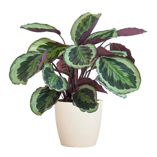 Calathea Medaillon met Viber wit - ↕60cm - Ø21 - Sierplantenshop