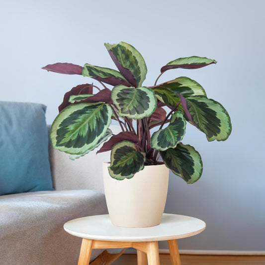 Calathea Medaillon met Viber wit - ↕60cm - Ø21 - Sierplantenshop