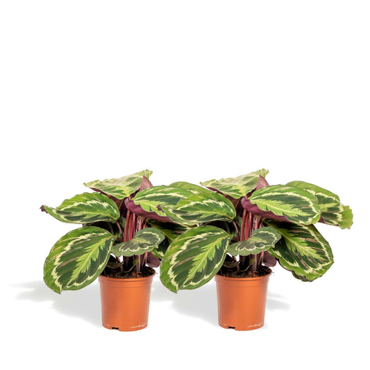 Calathea Medallion set van planten - ↕40cm - Ø14 - Sierplantenshop